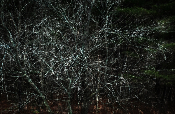 extending into forests 1.3